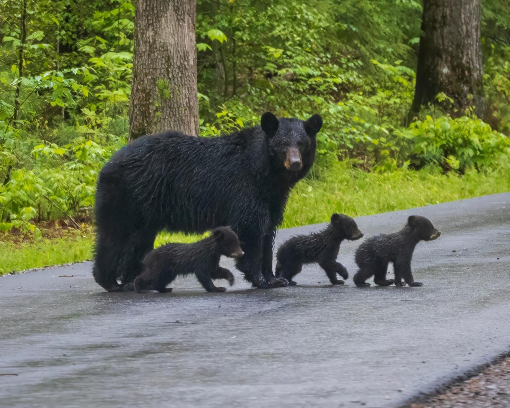 Lazy Bear Lodge, Hot Tub, Resort Pool, Wifi, 1089 Free Tickets Each Paid Day, Dollywood And More Gatlinburg Kültér fotó